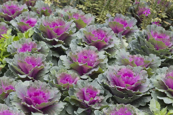 Pink decorative cabbage — Stock Photo, Image
