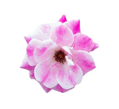 Alacalı pembe gül izole