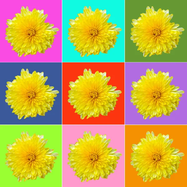 黄色い菊とコラージュします。 — ストック写真