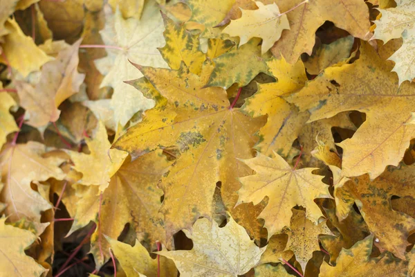 Fallen yellow maple leaves — Stock Photo, Image