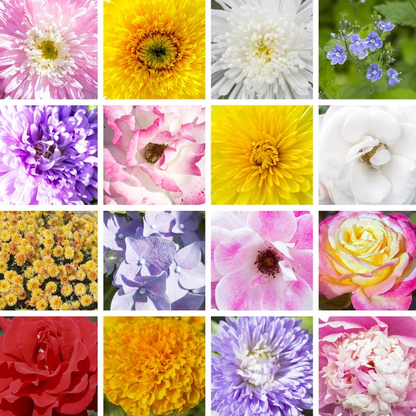 Colorido collage de flores: 7 colores del verano — Foto de Stock