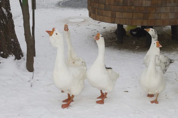 Gansos blancos en invierno — Foto de Stock