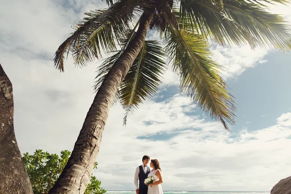 Elegante hermosa novia y novio — Foto de Stock