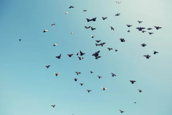 Tauben vor blauem Himmel — Stockfoto