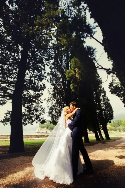 Sposa e sposo baci ridere di cipresso — Foto Stock