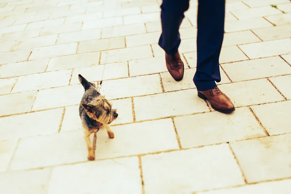 Yorkshire terrier, séta — Stock Fotó