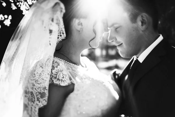 Bride and groom  kissing — Stock Photo, Image