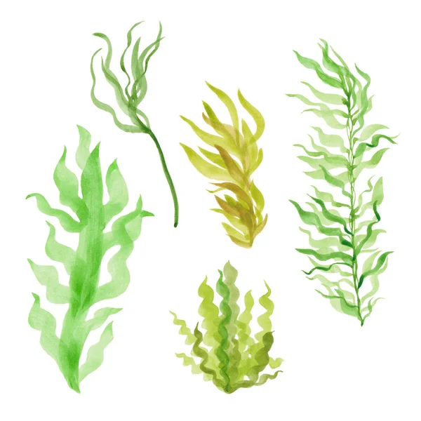 Набір Ручних Акварельних Водоростей Морські Водорості Різних Типів Відтінках Зеленого — стокове фото