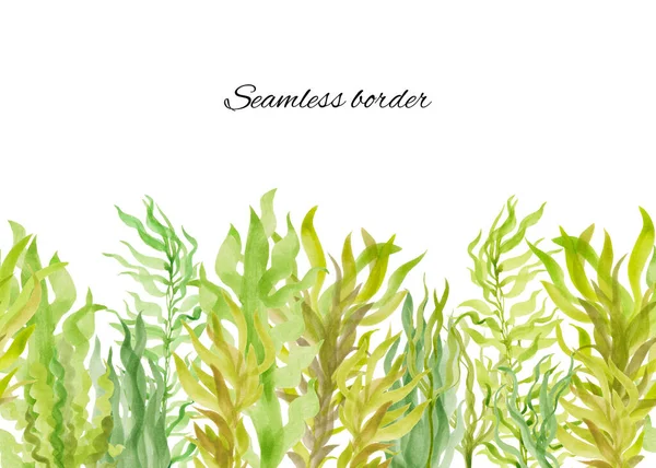 手描きの水彩画藻とのシームレスな境界線 緑の色合いで異なる種類の海藻 水中植物のイラスト 白い背景に隔離された — ストック写真