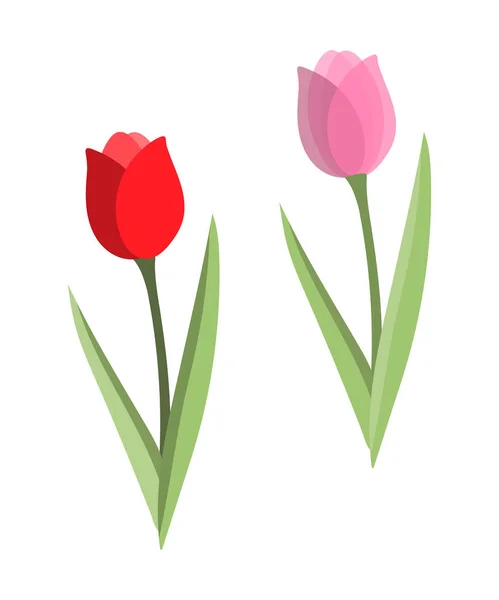 Flor Tulipa Estilo Cartoon Cores Vermelhas Rosa Delicado Botânico Ilustração — Vetor de Stock