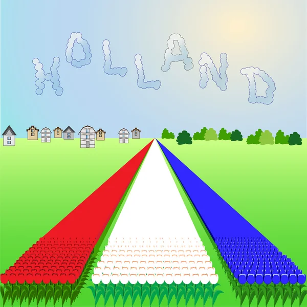 Holland, field of tulips — Stock Vector