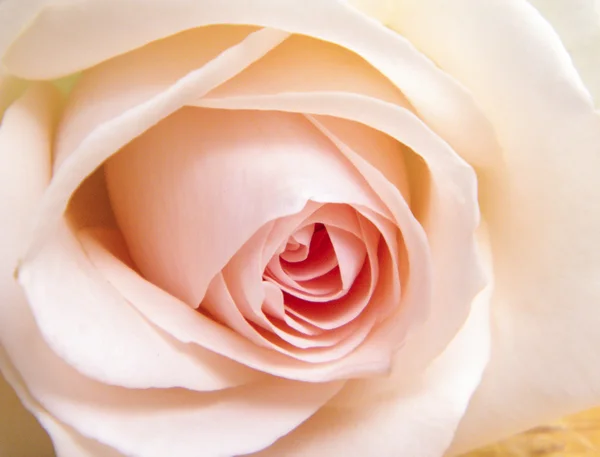 Bud roses cream — Stock Photo, Image