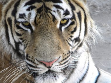 Genç amur kaplanı