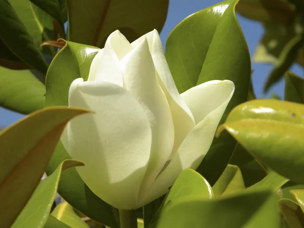 Magnolia bloem — Stockfoto