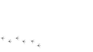 Bir kuşun ayak izlerinin gri siluetinin döngü animasyonu. Çizgi filmlerdeki komik kuş izleri. Hareket yolunu takip eden yörüngeler. Beyaz arka planda Leylek pençe izlerinin canlandırılması. 4 bin. video