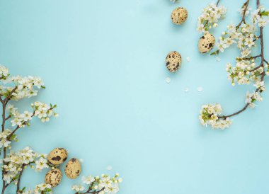 Taze bıldırcın yumurtalarından ve açık mavi arka planda filizlenen dallardan oluşan bahar Paskalya yaratıcı düzenlemeleri ve kopyalama alanı. Düz konsept yatıyordu