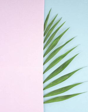 Pastel mor ve mavi arka planda, yaratıcı bir kopya alanı olan tropikal bir bitki yaprağı. Düzen çok az düzenlenmişti.