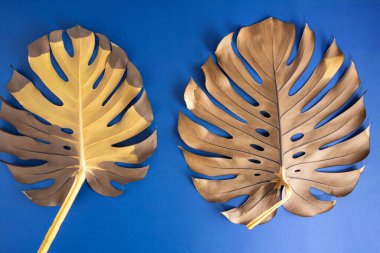 Canlı mavi bir zemin üzerinde kopyalanmış yapraklı fildişi yaprakların güzel otantik kuru yaprakları. Düz dizayn.