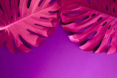 Mor arka planda canlı pembe bir renge boyanmış iki yaprak fildişi. Düz uzanmış neon renkleri alanı kopyala ve arkaplan minimal tasarımı.