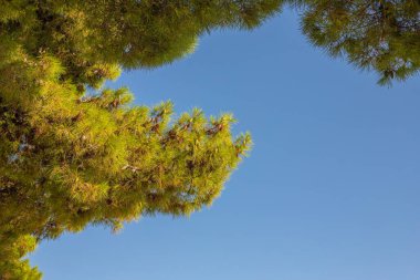 Adriyatik Denizi kıyılarında mavi gökyüzü boşluğu olan güzel yeşil bir çam kubbesi..