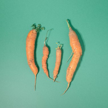 Organik çiğ taze havuç ailesi pastel mavi arka planda izole edilmiş. Çok az yaratıcı tasarım yatıyordu..