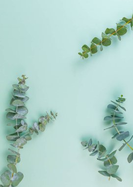 Naneli Arkaplan Yatağında Ökaliptüs Yayları