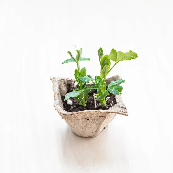 Small Pea Seeding Growing in Egg Carton