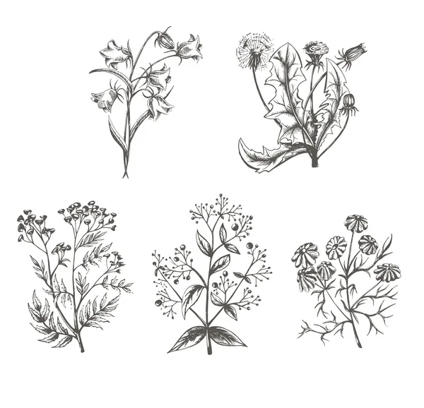 Ilustración vectorial bosquejo de cultivos de campo sobre un fondo blanco — Vector de stock