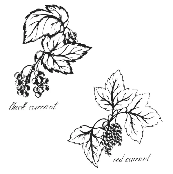 Bosquejo de grosellas negras y rojas, bayas, boceto hecho con tinta o — Archivo Imágenes Vectoriales