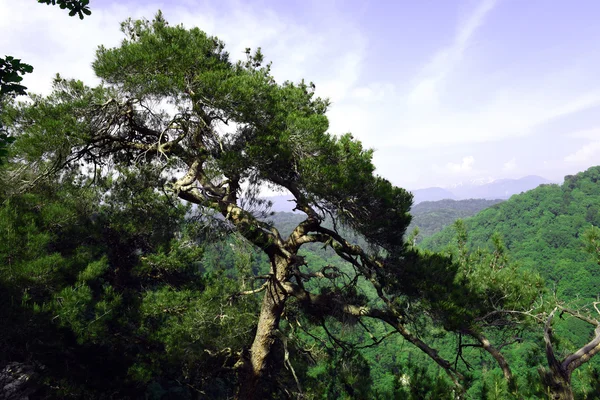 在高山上生长的树 — 图库照片