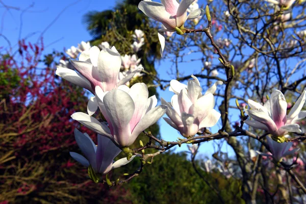 Beautiful Spring Flowers Tropical Tree — Stock Photo, Image