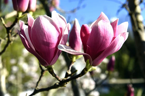 Prachtige Lentebloemen Een Tropische Boom Rechtenvrije Stockafbeeldingen