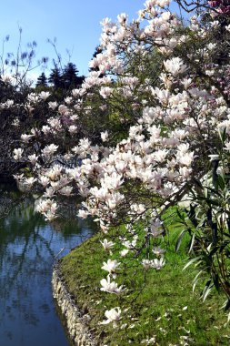 Güzel bahar çiçekleri bir tropik ağaç üzerinde