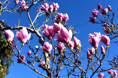 Güzel bahar çiçekleri bir tropik ağaç üzerinde