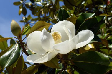 Güzel beyaz manolya çiçeği