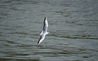 Uzanmış kanatlı su üzerinde uçan martı
