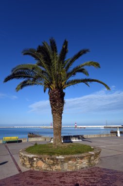 Rıhtımlar üzerinde ağaç yetişir