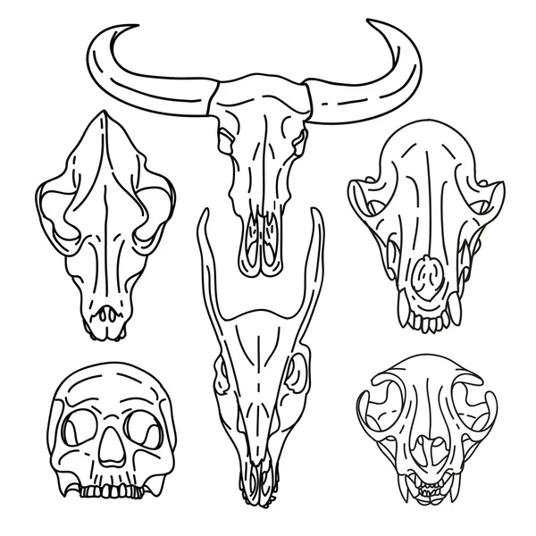 Conjunto de cráneos diferentes — Archivo Imágenes Vectoriales