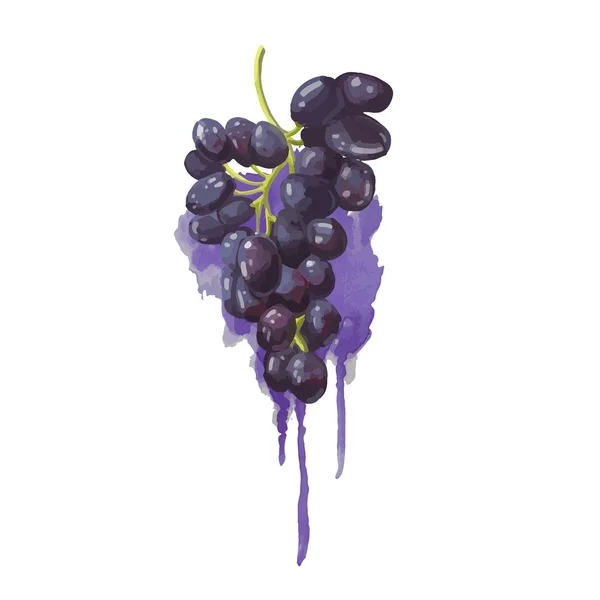 Winogron w stylu przypominającym akwarele — Wektor stockowy