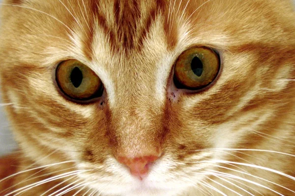 Kırmızı kedi gözleri.