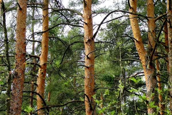 Το πευκόφυτο δάσος. — Φωτογραφία Αρχείου