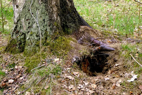 Håla. — Stockfoto