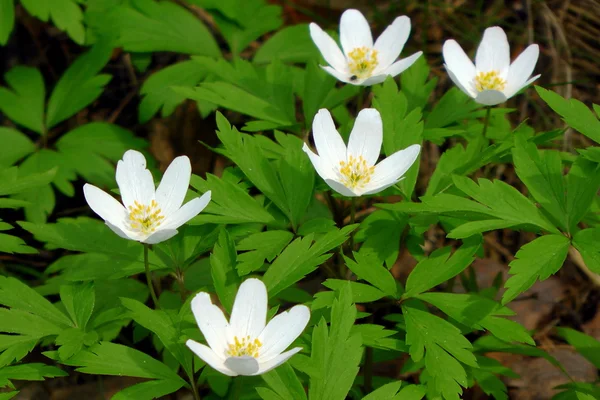 白春の花 — ストック写真