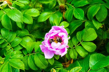 Yaz aylarında yabani gül çiçek.