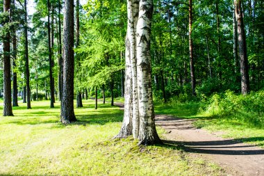 Huş ağaçları Park.