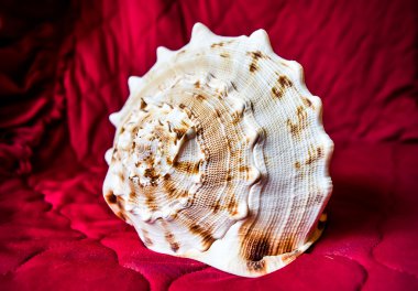 Kırmızı bir arka plan üzerinde büyük deniz kabuğu.