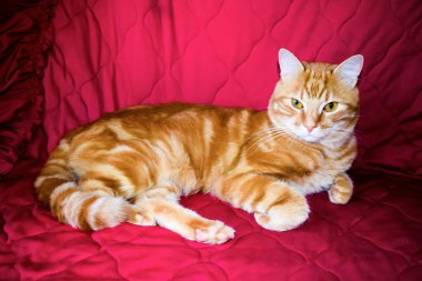 Kırmızı bir arka plan üzerinde kırmızı kedi.