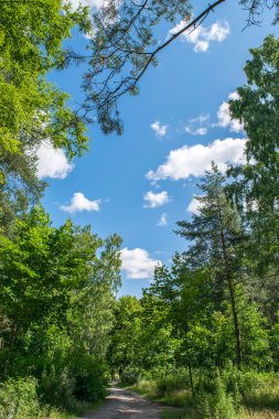 Mavi Gökyüzü bulutlu yeşil orman üzerinde.