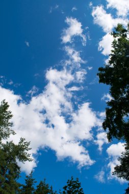 Mavi Gökyüzü bulutlu orman üzerinde.