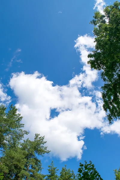 Blue sky with clouds over the forest. — Stock Photo, Image